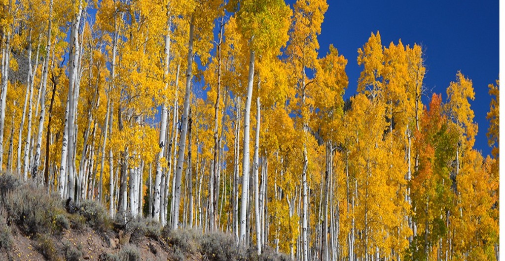 Pando Forest